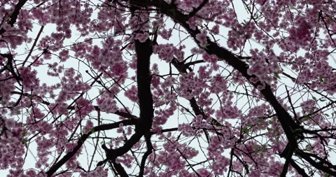 Circle Motion - Close up Cherry Blossom in Spring Stock Footage 130777285