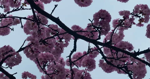 Circle Motion - Close up Timelapse Cherry Blossom Stock Footage 130776386