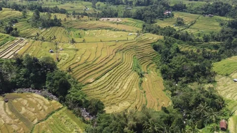 Circle out from rice terraces Stock Footage 329864401