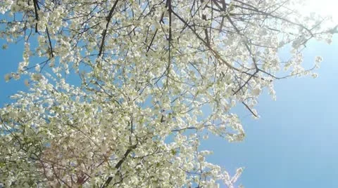 Circle Pan between fully blooming cherry trees  Stock Footage 21778405