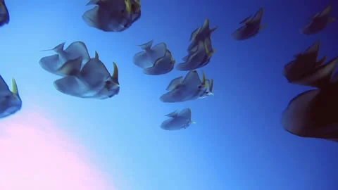 Circle panorama of flock the flatfish, maldives Stock Footage 171193916