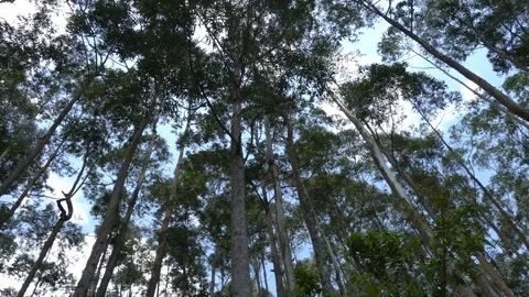 Circle Panorama View Of Blue Cloudy Sky Through Forest Trees Stock Footage 100972343