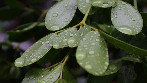 Circle pattern from raindrop on leaf, soft focus, close up Stock Footage 115944411