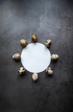 Circle of Quail eggs. Gray. The view from the top. Free space. Stock Photos