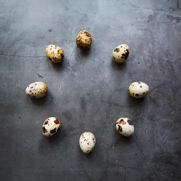 Circle of Quail eggs. Gray. The view from the top. Free space. Stock Photos