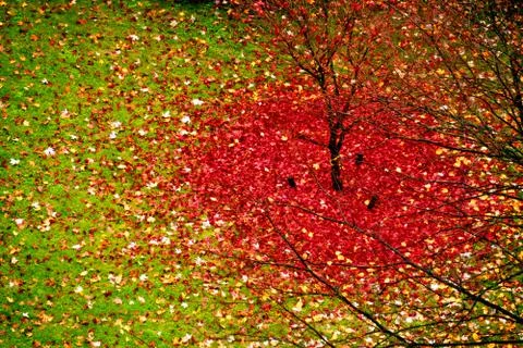 A circle of red fall leaves around a tree Stock Photos