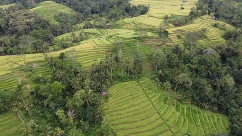 Circle into rice fields and trees 스톡 동영상 329866953