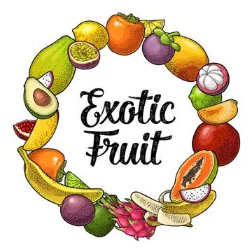 Circle shape set fruits. Vector vintage color engraving Illustrazione stock