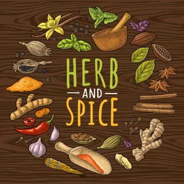 Circle shape set with HERB and SPICE. Set vector color engraving Stock Illustration