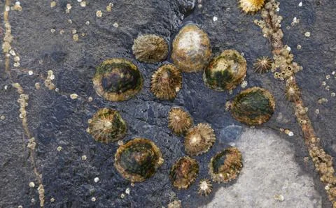 Circle of shells on a cliff on Hook Head Stock Photos