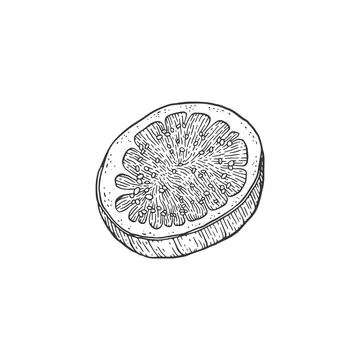 Circle slice of cut fig fruit, sketch engraving vector illustration isolated. イラスト素材