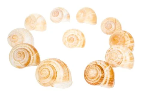 Circle of spiral shells isolated Stock Photos