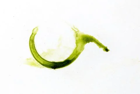 Circle stain pattern from green barley drink. Stock Photos