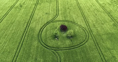 Circle surrounding barley field trees rising aerial view to reveal Wiltshire Stock Footage 310362148