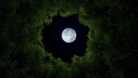 Circle tree animation from night to day Stock Footage 89123418