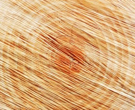 Circle tree texture 스톡 사진