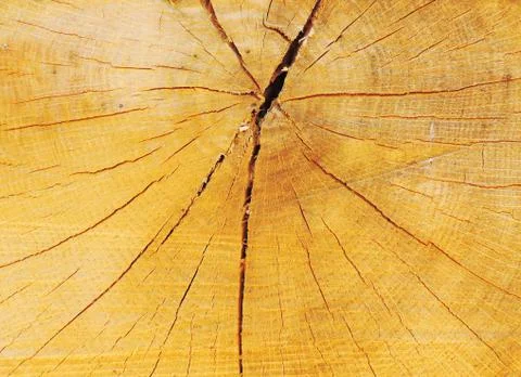 Circle tree texture 스톡 사진