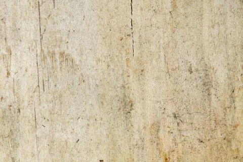 Circle tree texture Stock Photos