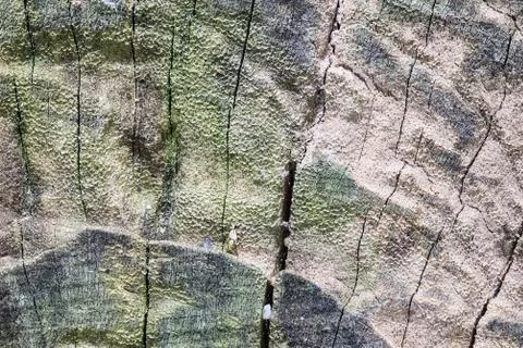 Circle tree texture Stock Photos