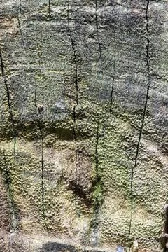 Circle tree texture Фото