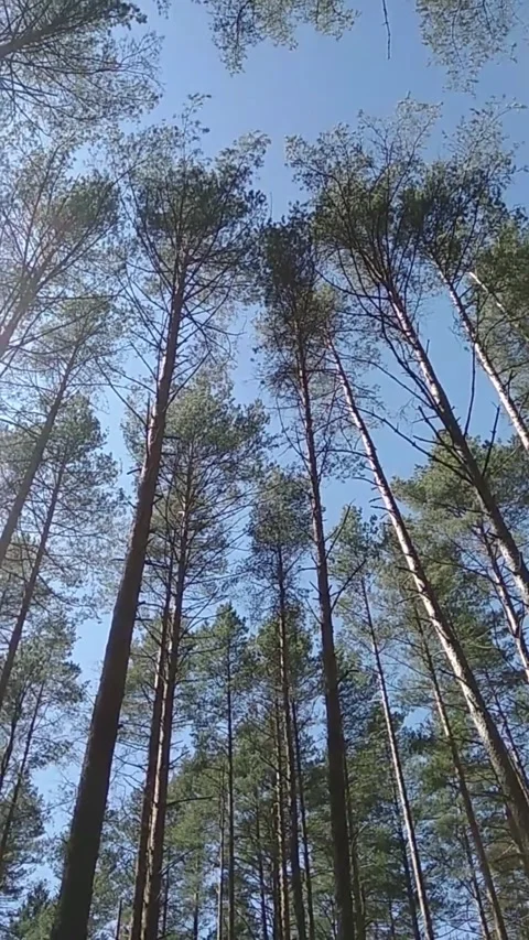 In a circle, trunks and tops of pine trees against the blue sky Stock Footage 308867158