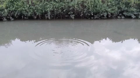 Circle waves created by a stone hitting a tranquil wetland Stock Footage 145511311