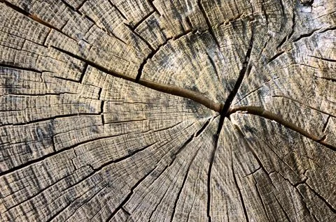 Circles on bark of a tree cutted Stock Photos