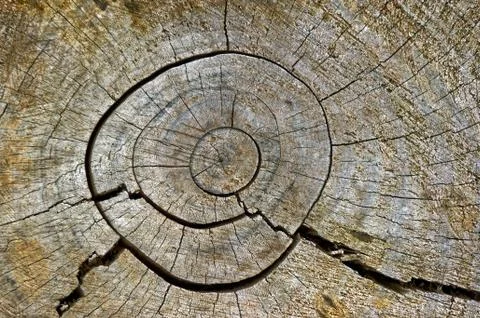 Circles on bark of a tree cutted Stock Photos