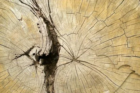 Circles of a Cut Tree Trunk Stock Photos