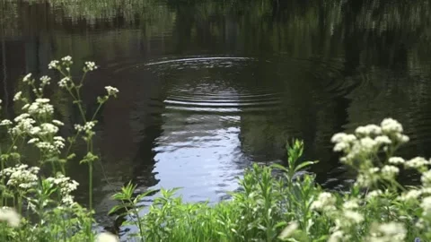 Circles of ripples in water 2 Stock Footage 146166328