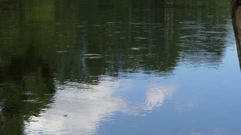 Circles on the water at the forest lake Stock Footage 110244306