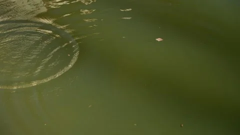 Circles on the water in the river Stock Footage 240342710
