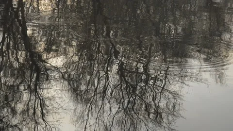 Circles on the water river reflection of trees Stock Footage 147590882