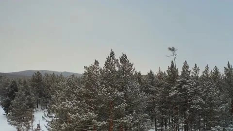 Circling around a coniferous tree in a dense forest in winter on a cloudy day Stock Footage 228826272
