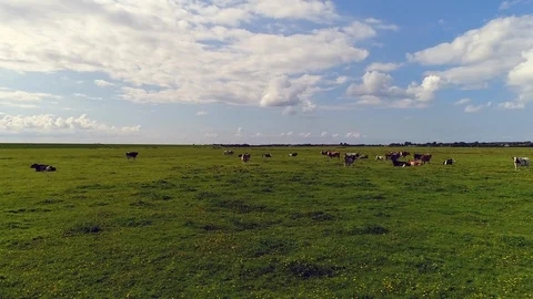 Circling around cows in nice green meadow - Aerial  Stock-Footage 103353943