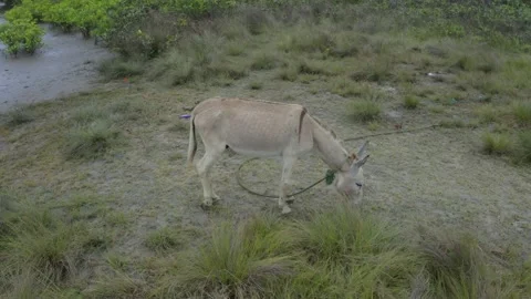 Circling around a grey colored donkey that is grazing Video stock 146754473