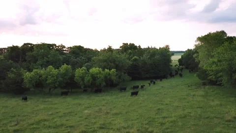 Circling around some cows moving to another field Stock Footage 138331100