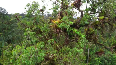 Circling around a tree crown with branches that are covered in bromelias Stock Footage 151278360