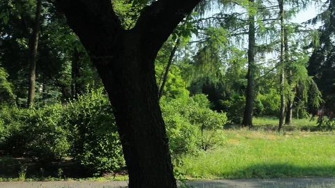 Circling Around Tree Stock Footage 92388498