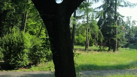 Circling Around Tree In Park Stock Footage 92388403