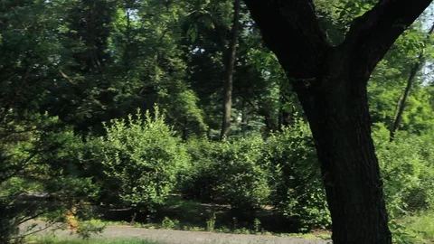 Circling Around Tree In Poor Park Stock Footage 92388308