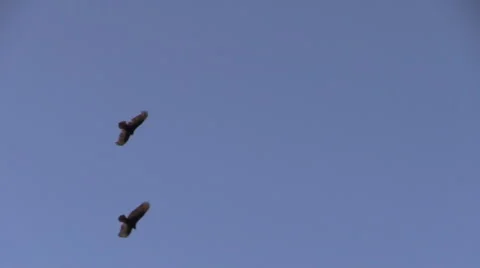 Circling Birds 動画素材 62576245