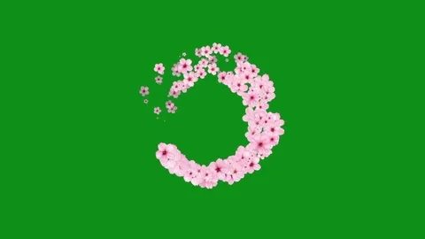 Circling cherry flowers motion graphics with green screen background Stock Footage 346273600