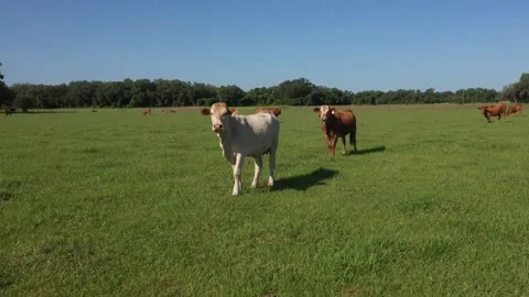 Circling Cows Stock Footage 219825400