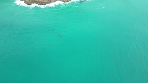 Circling large pod of Bottlenose dolphins playing  Stock Footage 281140090