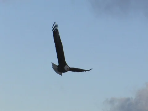 Circling Mature Bald Eagle Flies Close Overhead, w audio Stock Footage 124560581