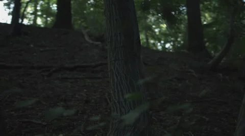 Circling motion around a tree in slowmotion Stock Footage 68145516