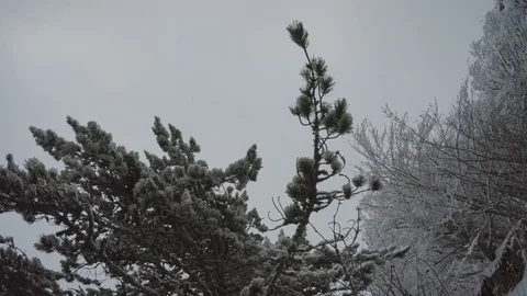 Circling the top of a pine tree covered in snow Vidéo 124610036
