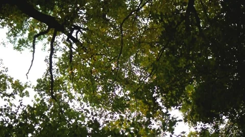 Circling trees above the head Stock Footage 162638979