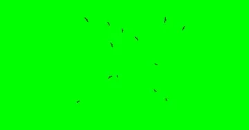 Circling Vultures - Two Angles Video stock 85899859